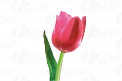 Tulip watercolor clip art pack, watercolor tulip design Product Image 12