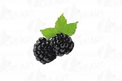 Watercolor Blackberry, branch and leaves clip art pack Product Image 8