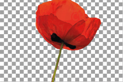 Watercolor Red Poppy flower and leaf clip art pack, Poppies clip art. PNG, jpg, svg, vector illustrator &amp; corel files included Product Image 4
