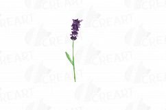 Lavender leaves and bouquets watercolor clip art pack, Lavender design elements. PNG, jpg, svg, vector illustrator&amp; corel files included Product Image 4