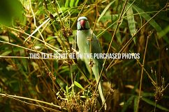 9 Beautiful Birds V2 Product Image 10