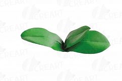 Watercolor white orchids clip art, Orchid leaves and flowers Product Image 10