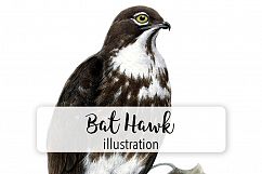Birds - Vintage Bat Hawk Product Image 1