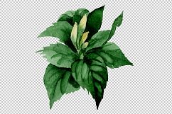 White camellia wildflower PNG watercolor set Product Image 6