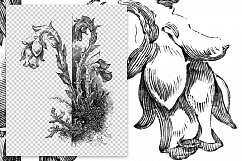 Indian Pipe Flowers- Vintage Florals Product Image 2