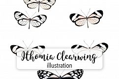 Butterfly - Insects - Vintage Bugs - Butterflies Product Image 1