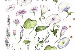 Watercolor flower Clip Art â€“ Morning-Glory Product Image 10