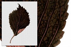 Leaves - Vintage Red Perilla Leaf Plant Product Image 2