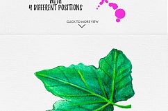 Watercolor Fruits Vol. 5 Product Image 7