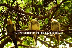 9 Beautiful Birds V2 Product Image 4