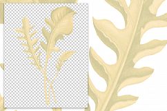 Leaves - Vintage Centaurea Candidissima Product Image 2