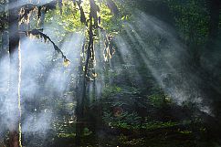 12 Nature and horse photos Product Image 9