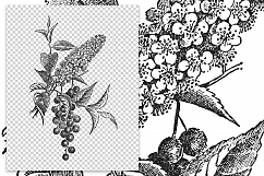 Choke Cherry Plant - Vintage Florals Product Image 2