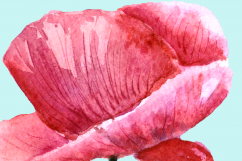 Watercolor Summer Poppies Clip Art - Bonus Wreath and Border Product Image 5
