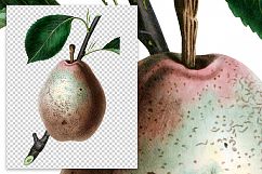 Fruit - Vintage Beurre Diel Pear Product Image 2