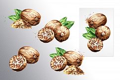 Nutmeg. Watercolor collection Product Image 2