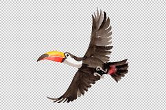 Tropical bird toucan PNG watercolor set Product Image 1