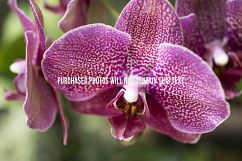 9 Macro Flower Photos Product Image 6