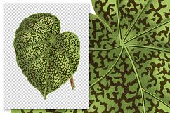 Leaves - Vintage Begonia Daedalea Product Image 2