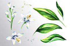 Neroli. Watercolor collection Product Image 4
