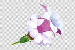 Wildflower burgundy Brugmansia PNG watercolor set Product Image 9