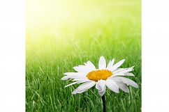Chamomile flower in green grass Product Image 1