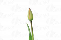 Tulip watercolor clip art pack, watercolor tulip design Product Image 3