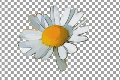 Watercolor Chamomile clip art pack, Chamomile flowers Product Image 13