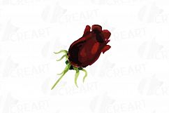 Watercolor Red and Burgundy Roses and leafs clip art pack Product Image 15