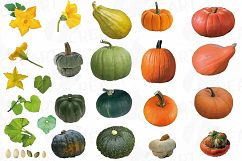 Watercolor pumpkin clip art pack, Pumpkin plant and flowers Product Image 3