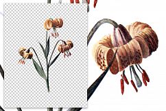 Florals - Vintage Yellow Martagon Lily Product Image 2