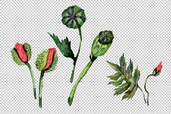 Red poppy PNG watercolor flowers Product Image 6