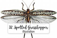Grasshopper - Insects - Vintage Bugs Product Image 1