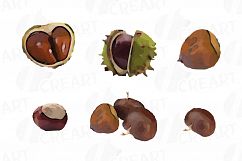 Nuts clip art pack, Watercolor nuts chart, food print Product Image 9
