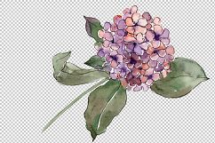 Big colorful gortenzia flowers PNG set Product Image 3