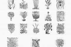Premium Botanical Illustrations - Plants Product Image 2