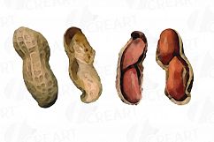 Nuts clip art pack, Watercolor nuts chart, food print Product Image 17