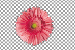 Watercolor Gerbera Daisy clip art pack, colorful gerbers Product Image 12