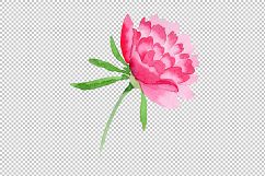 Crimson Peonies PNG watercolor set Product Image 5