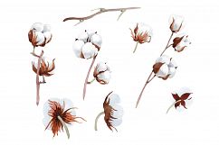 Cotton soft flower PNG watercolor set Product Image 1