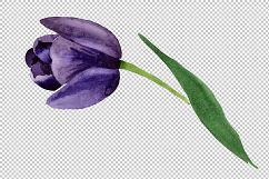 Black tulips PNG watercolor flower set Product Image 1