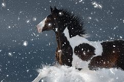Frost Photoshop action Product Image 5