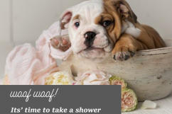 Pet Social Media Kit Template, Social Media Post Pack, 8 Set Templates Bundle for Instagram Pinterest Blog Facebook, Marketing Branding Kit. Product Image 2