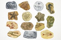 Watercolor Fossils Clipart, Fossils Clip Art, Fossil Clipart Product Image 2