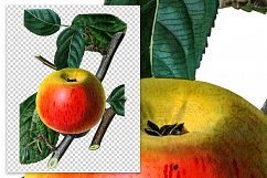 Fruit - Vintage Newton Spitzenberg Apple Product Image 2