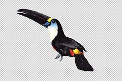 Tropical toucan PNG watercolor bird set Product Image 7