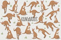 Kangaroos Product Image 1