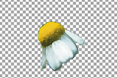 Watercolor Chamomile clip art pack, Chamomile flowers Product Image 6