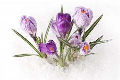 Snowdrop crocus flower in snow Product Image 1