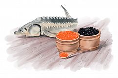 sturgeon fish and caviar hand painting vector Product Image 1